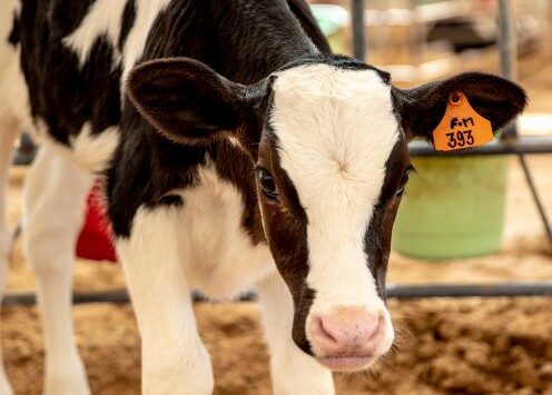 dairy farm visit uae