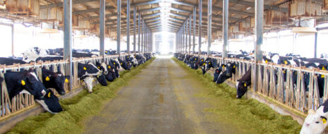 يكمن سر حليب الروابي عالي الجودة في أبقارنا الصحية